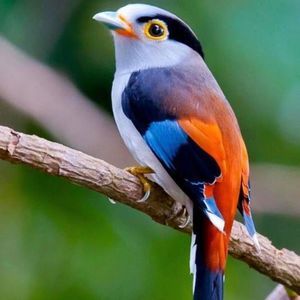 Meet your Posher, Monica